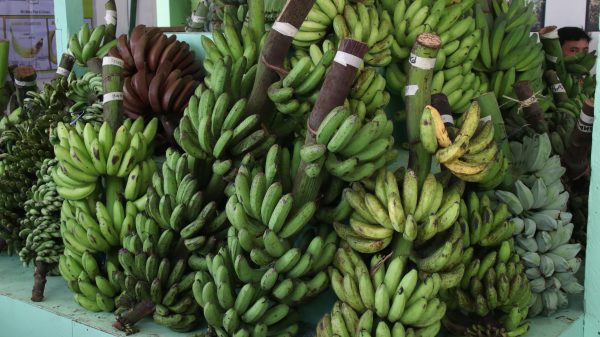 A karomata, or two-wheel cart pulled by a carabao, features varieties of banana found in Tubod, Lanao del Norte. (Photo: ADD/PIA-10/Lanao del Norte)