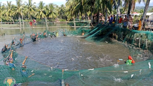The Baybay United Fisherfolk Association in Misamis Occidental successfully harvests 3.1 tons of aquaculture fish under the Bangus Culture in Pond project of the Bureau of Fisheries and Aquatic Resources-10 Special Area for Agricultural Development Program Phase 2. (Photo courtesy of BFAR-10)